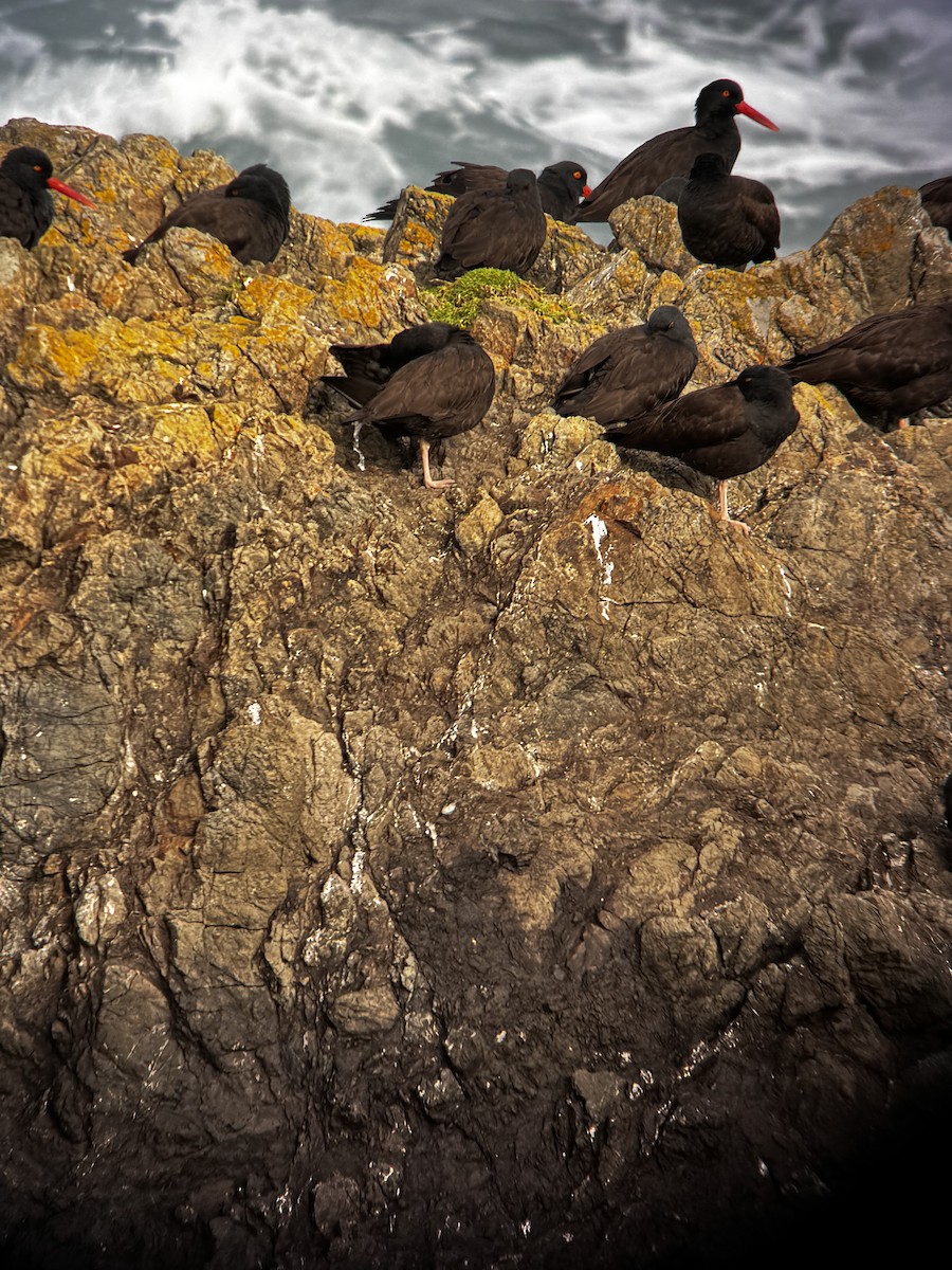 Huîtrier de Bachman - ML647569721