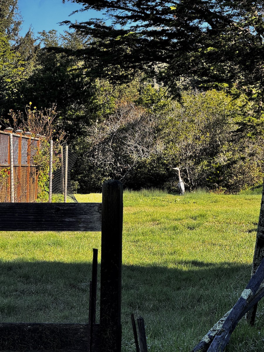 Grand Héron (groupe herodias) - ML647569747