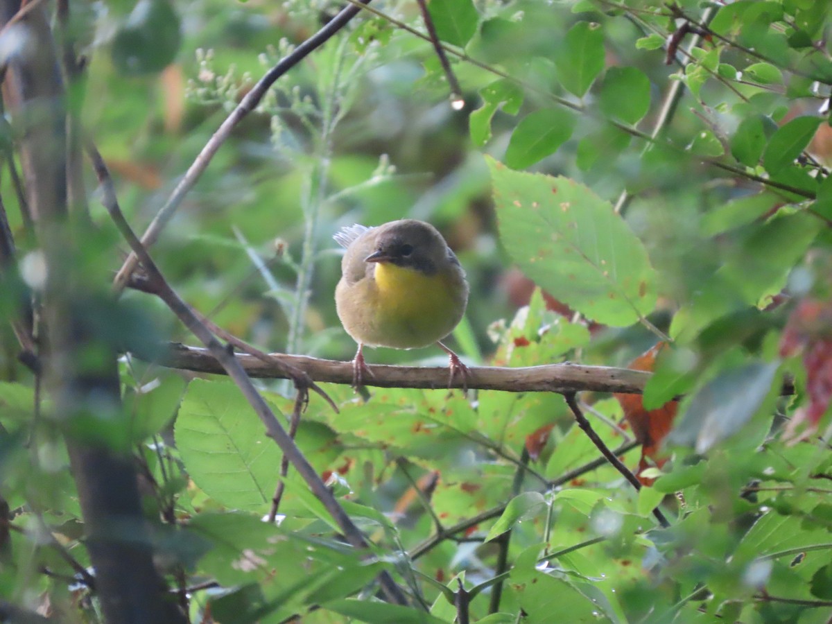 Common Yellowthroat - ML647569761
