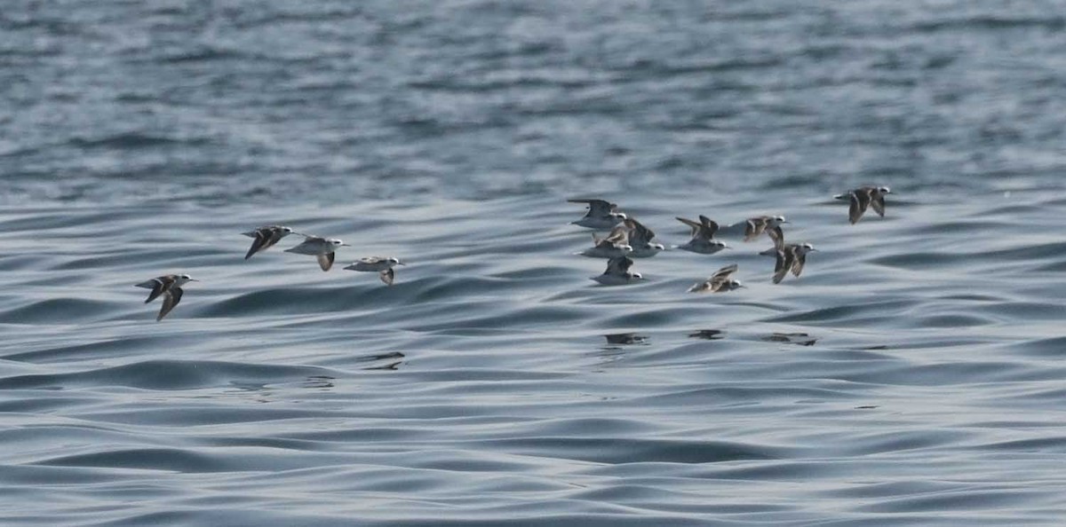 Red-necked Phalarope - ML647569764