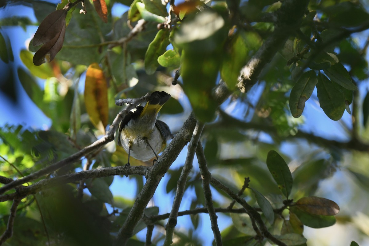סבכון חכלילי - ML647569774
