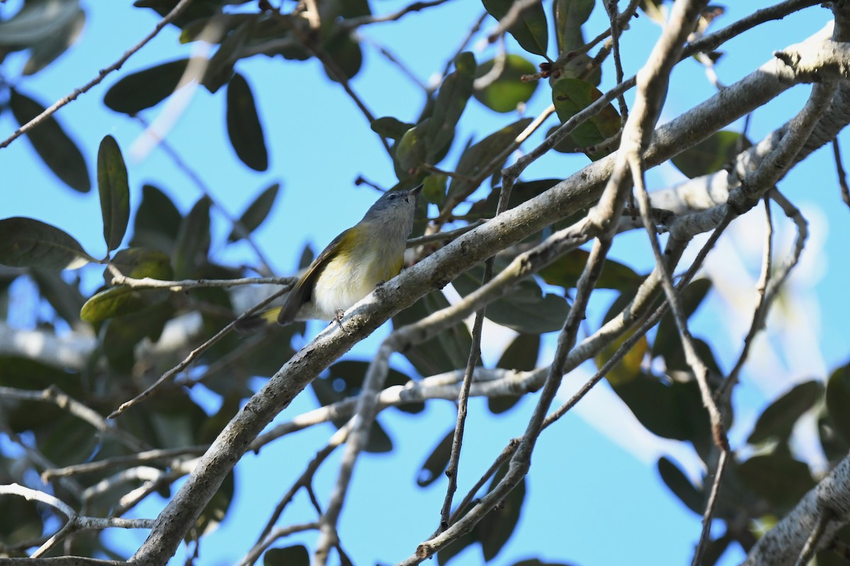 סבכון חכלילי - ML647569777