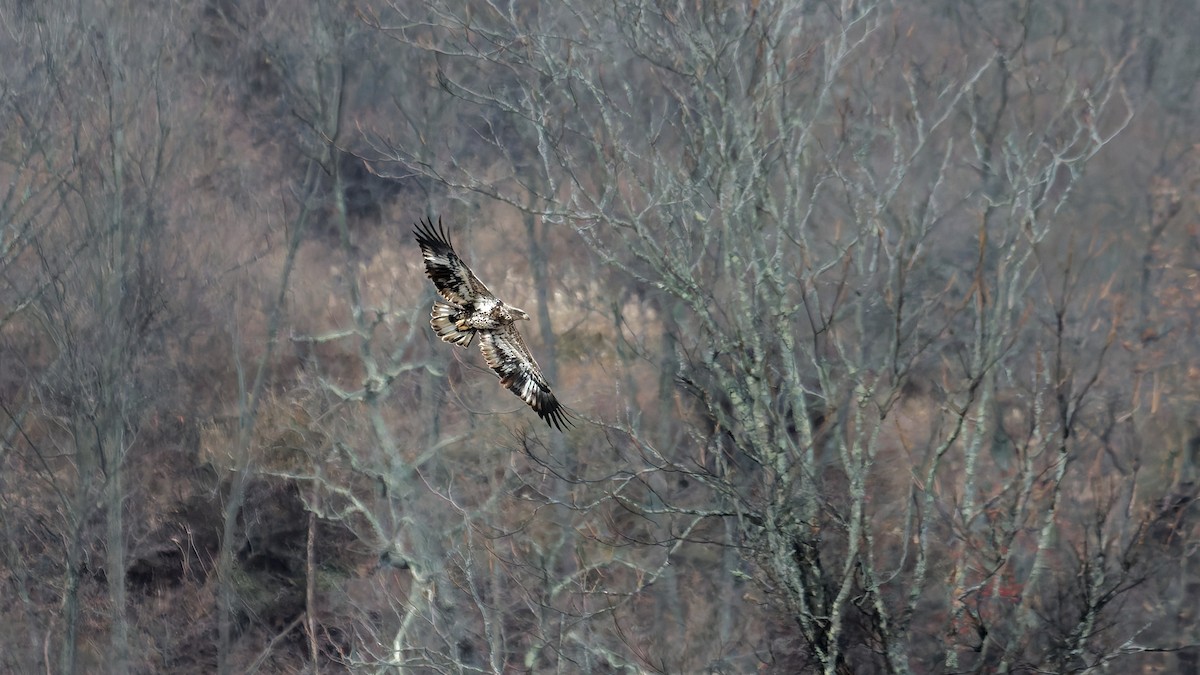 Ak Başlı Kartal - ML647569782