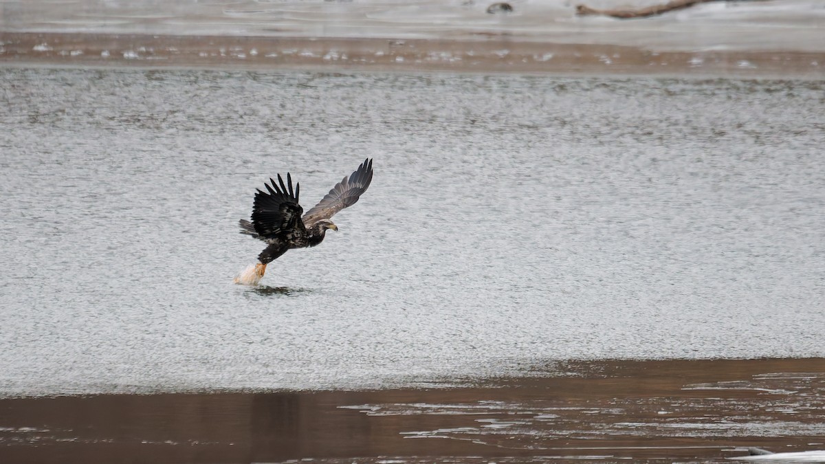 Ak Başlı Kartal - ML647569783