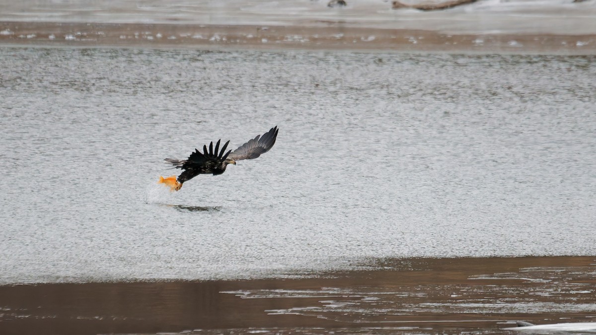 Ak Başlı Kartal - ML647569784