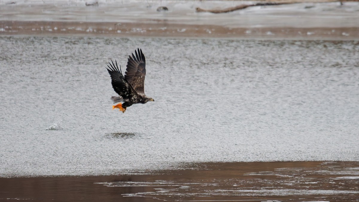 Ak Başlı Kartal - ML647569785