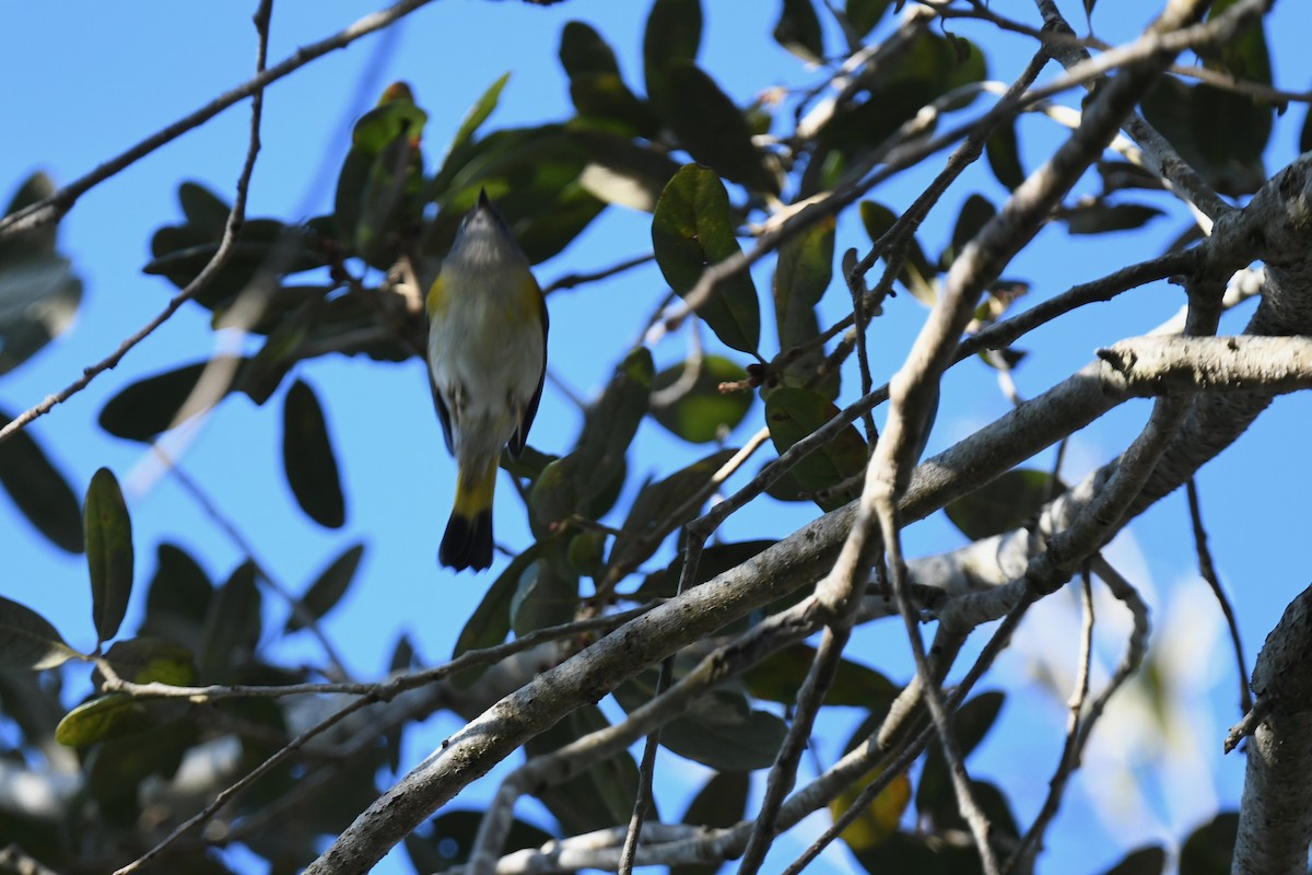 סבכון חכלילי - ML647569786