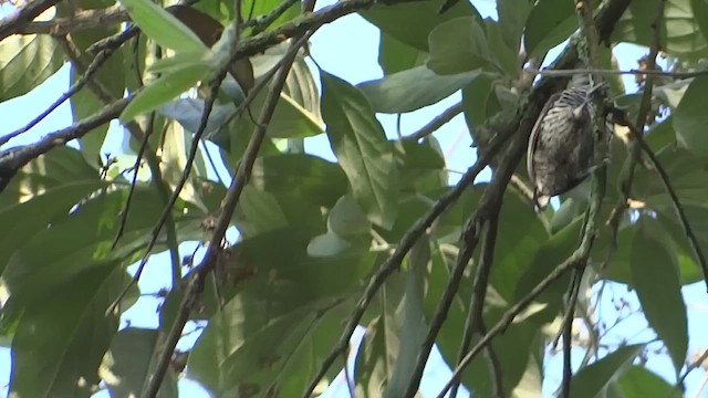 White-barred Piculet - ML647569787