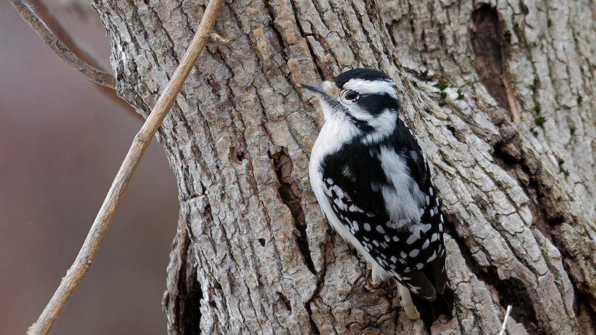 Yumuşak Tüylü Ağaçkakan - ML647569789