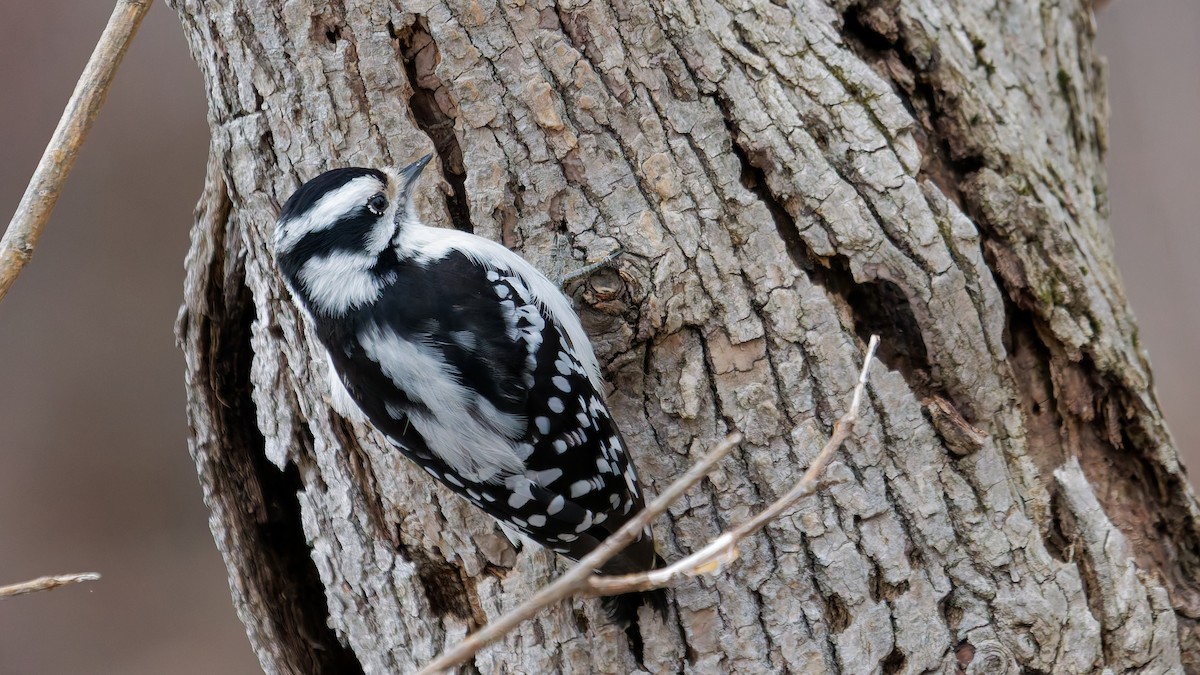 Yumuşak Tüylü Ağaçkakan - ML647569790