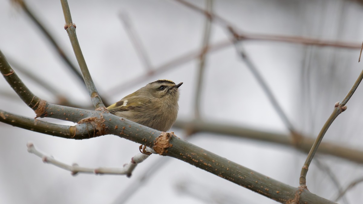 Sarı Taçlı Çalıkuşu - ML647569795
