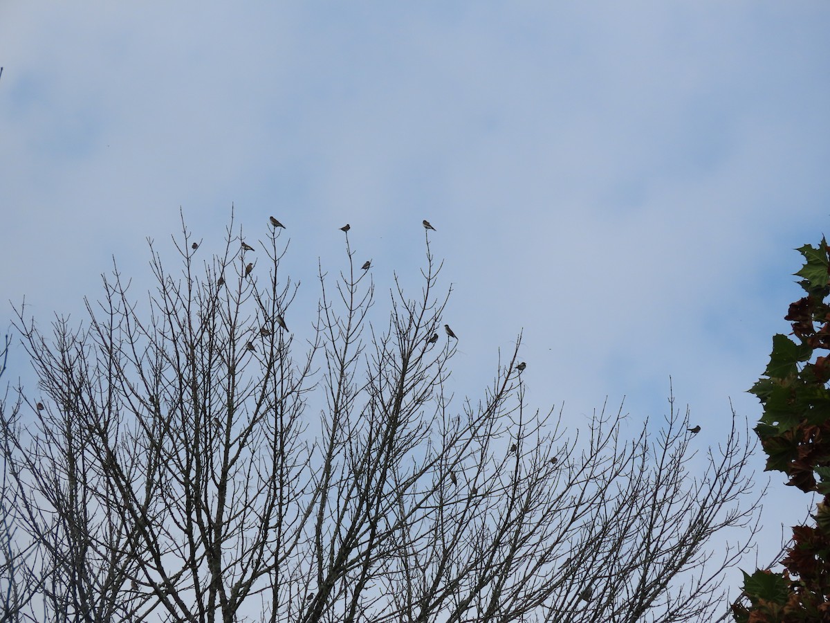 Tirano Oriental - ML647569798