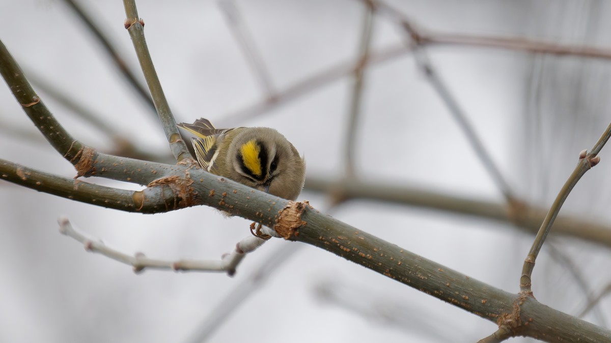 Sarı Taçlı Çalıkuşu - ML647569800