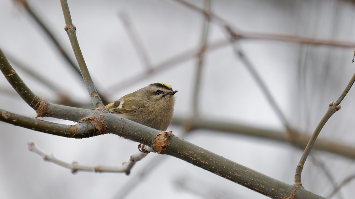 Sarı Taçlı Çalıkuşu - ML647569802