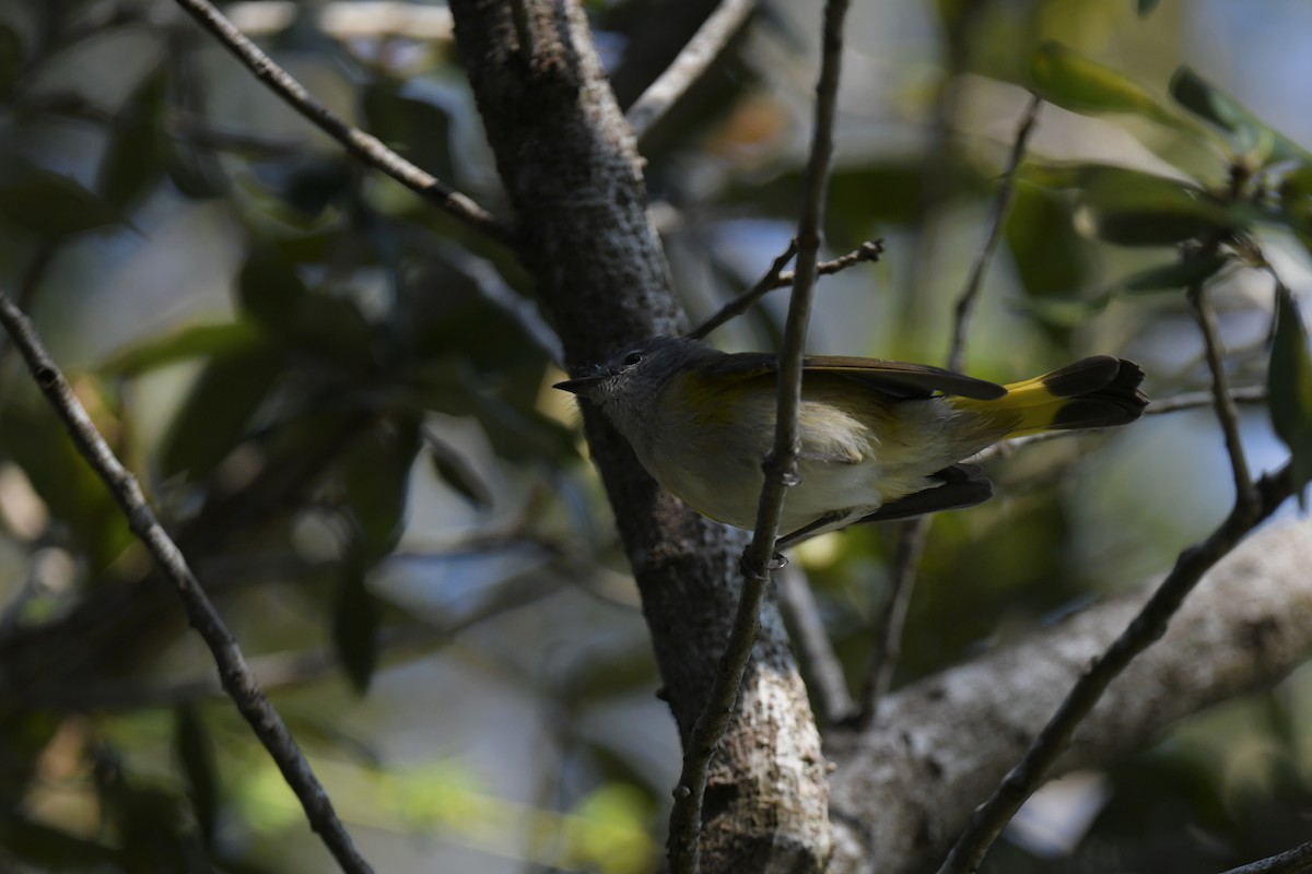 סבכון חכלילי - ML647569805