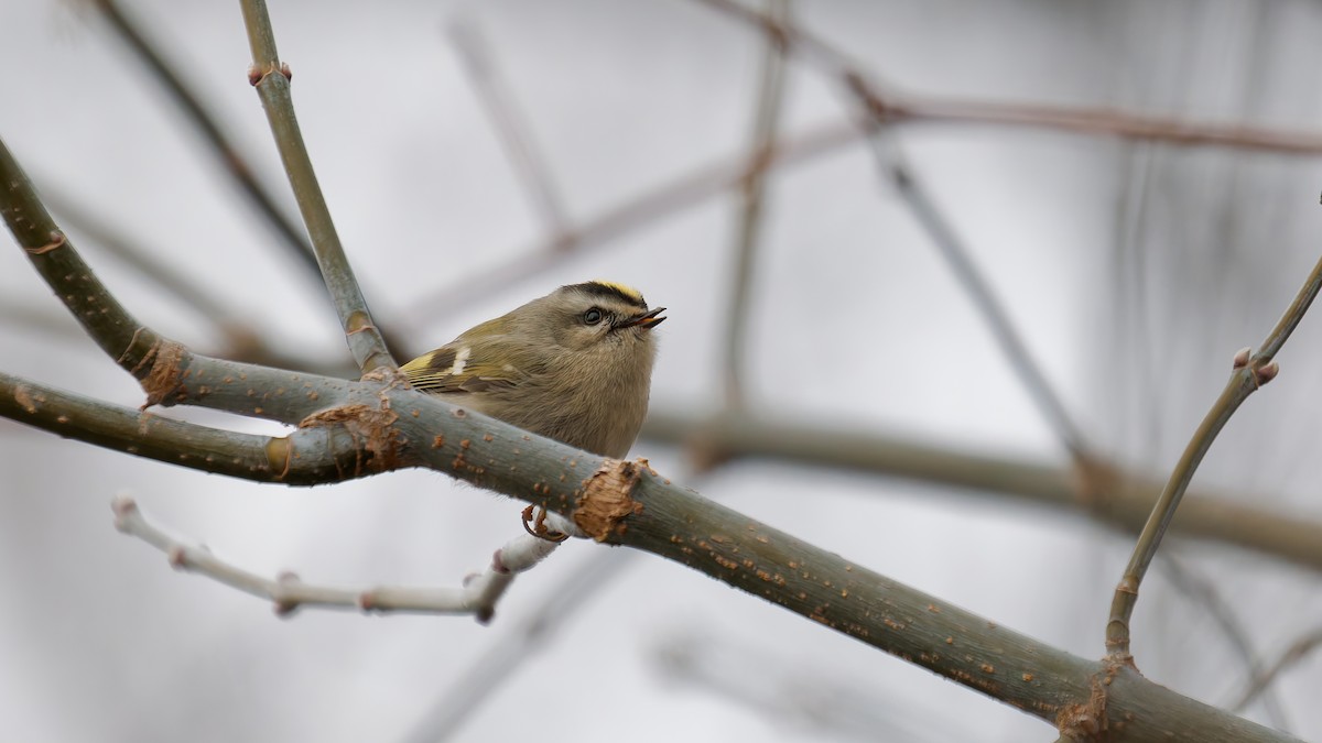 Sarı Taçlı Çalıkuşu - ML647569806
