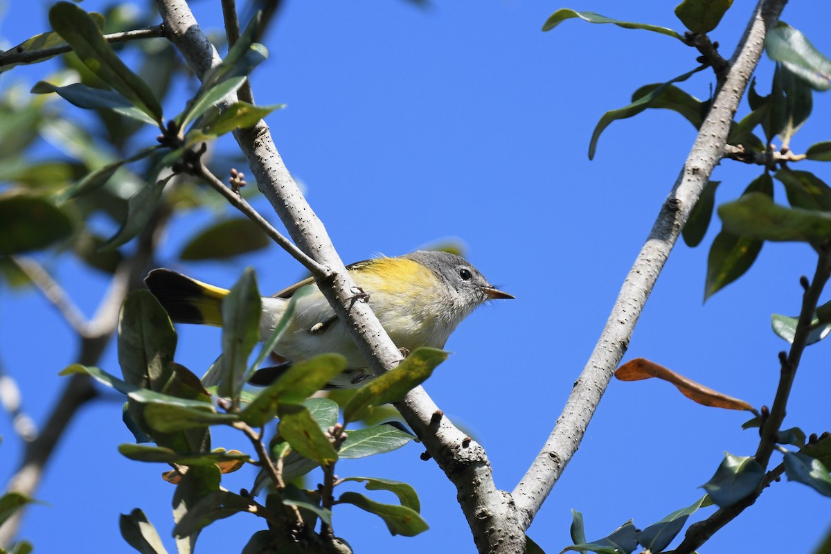 סבכון חכלילי - ML647569819