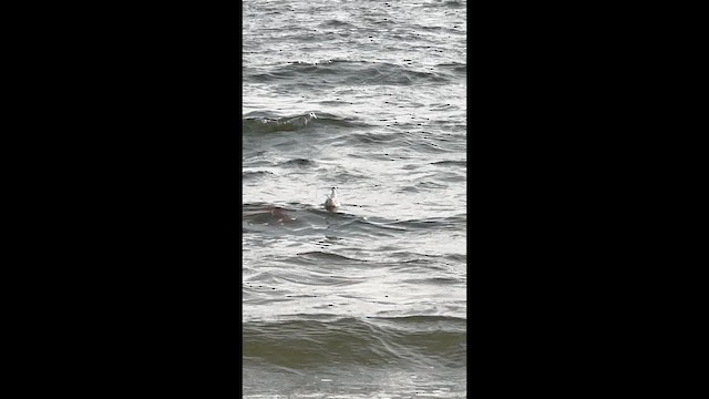 Bonaparte's Gull - ML647569821