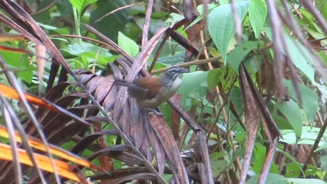 Moustached Wren - ML647569824