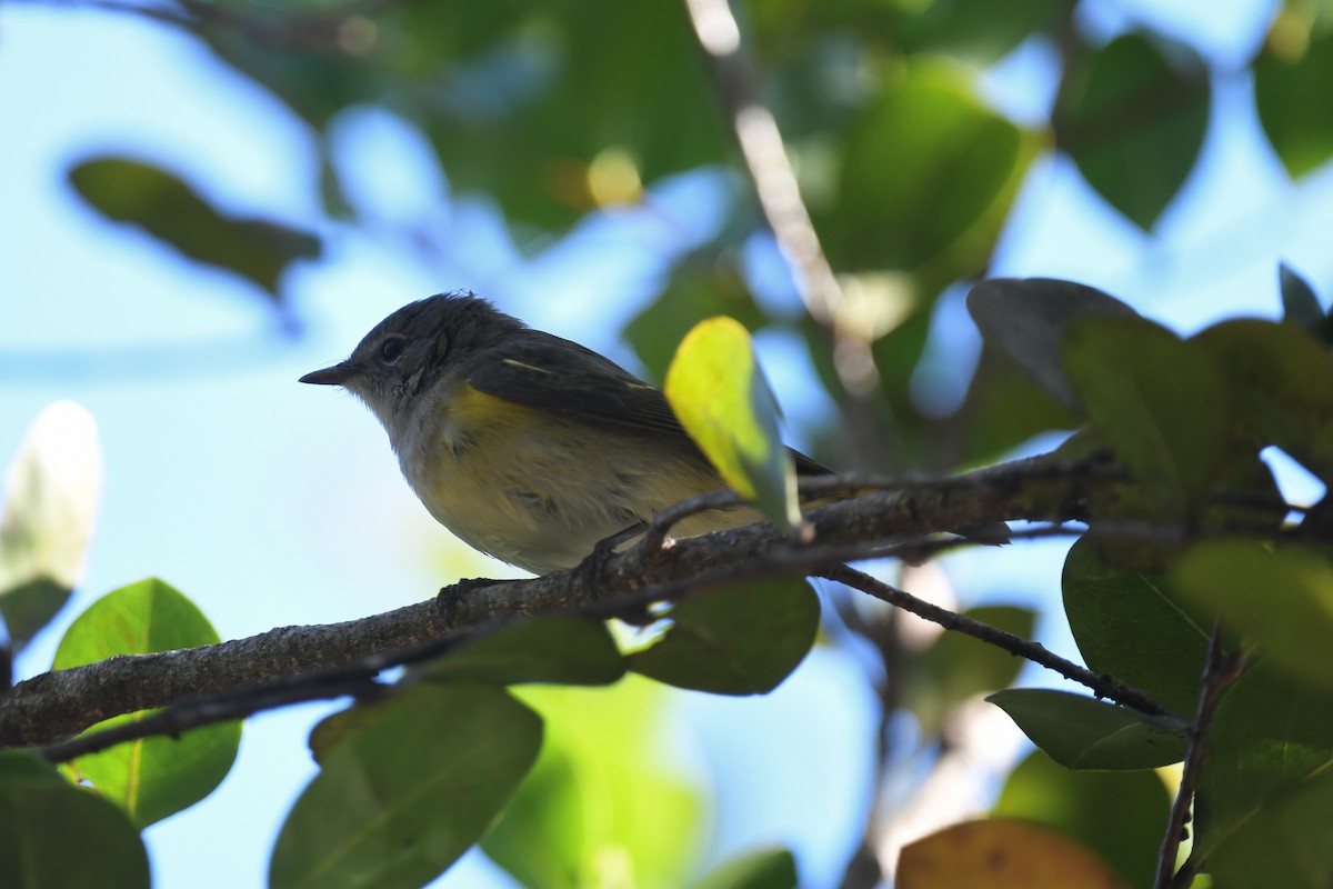 סבכון חכלילי - ML647569838
