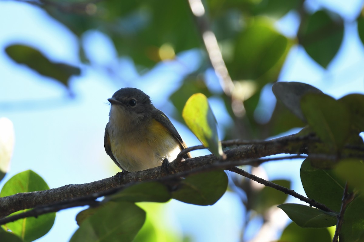 סבכון חכלילי - ML647569840