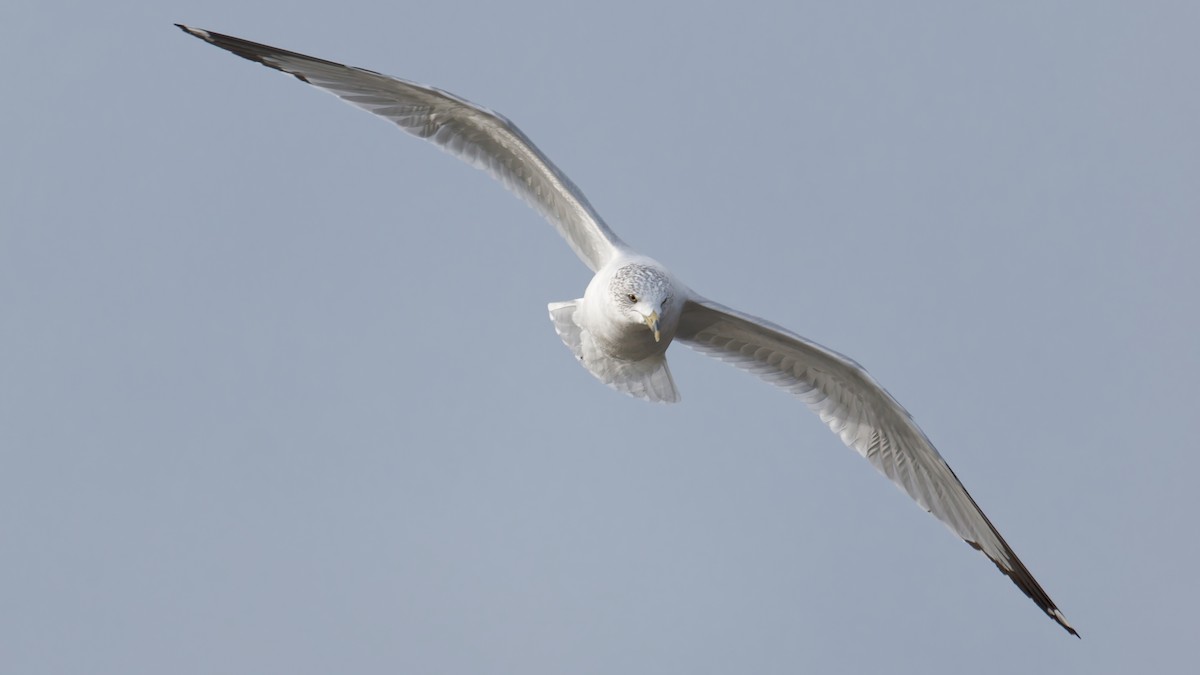 Halkalı Martı - ML647569843