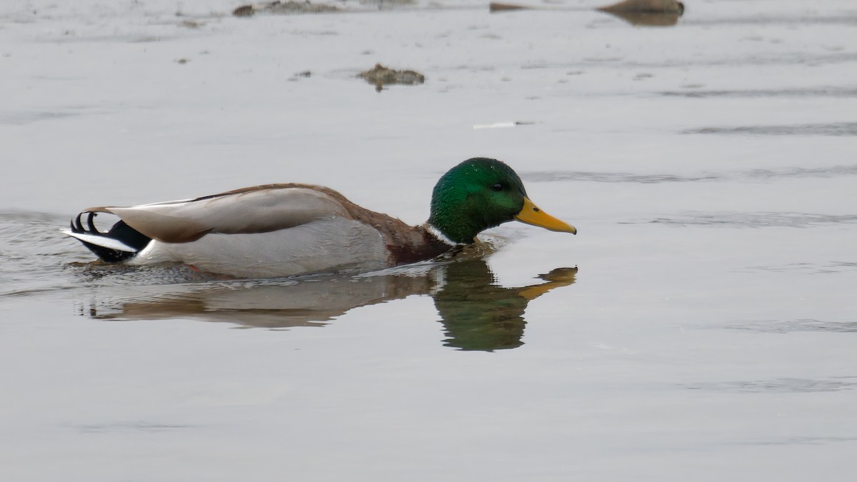 Yeşilbaş - ML647569864