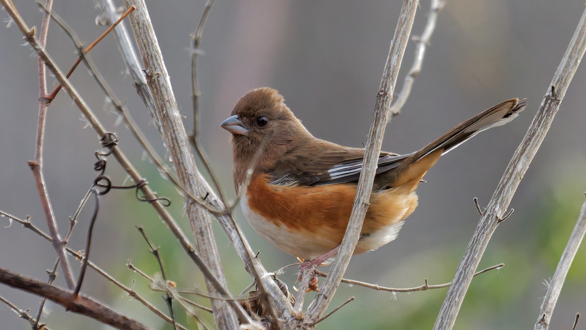 Kızıl Böğürlü Tovi - ML647569883