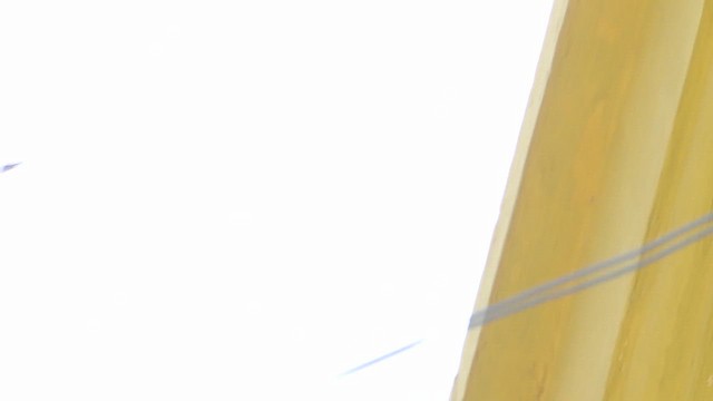 Cliff Flycatcher - ML647569884