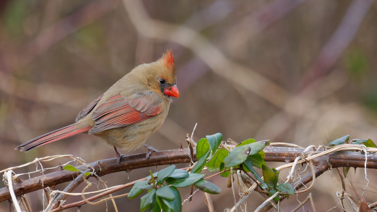 Kırmızı Kardinal - ML647569885