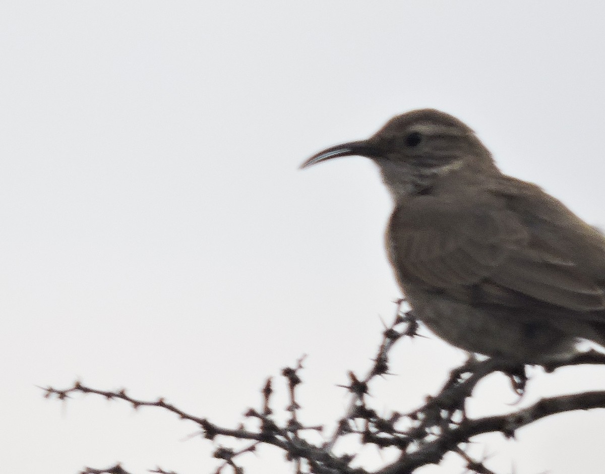 Scale-throated Earthcreeper - ML647569890