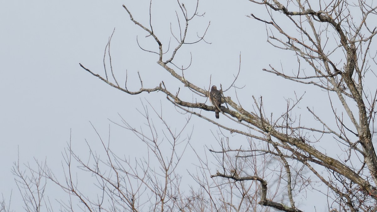 Cooper Atmacası - ML647569894