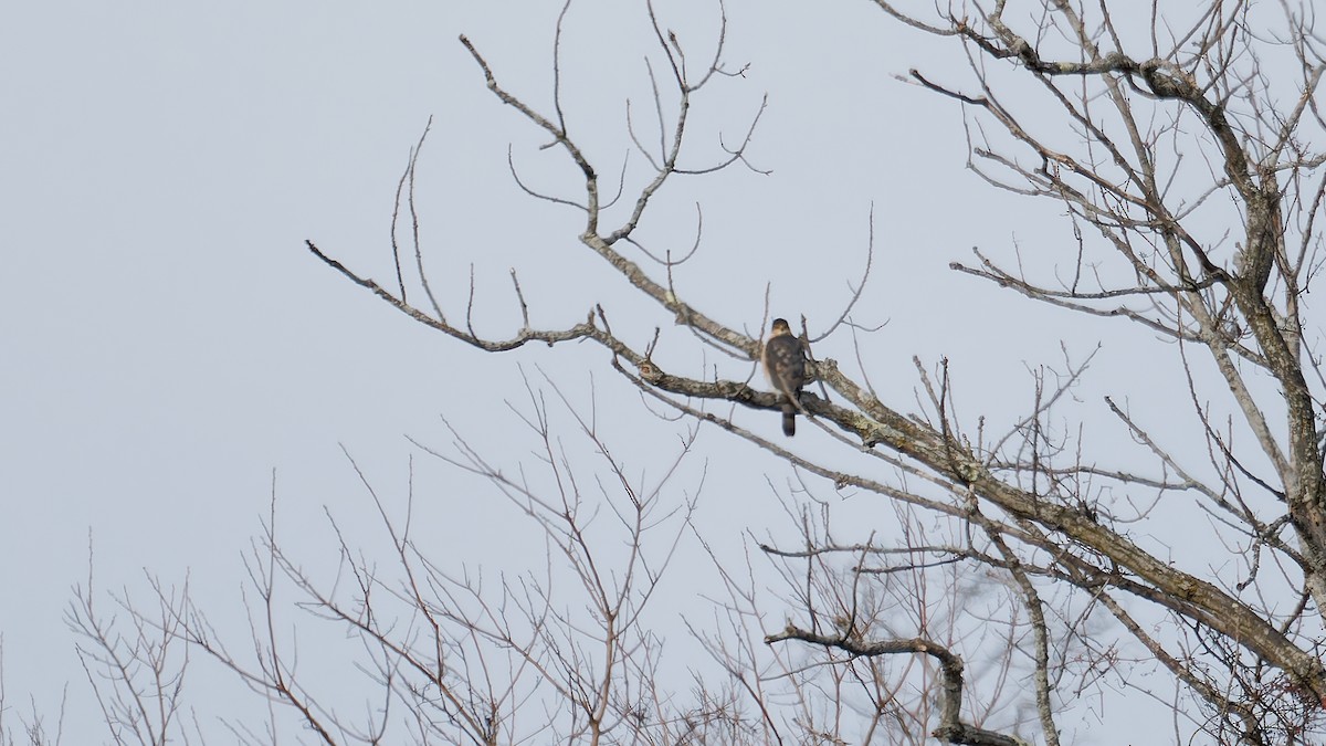 Cooper Atmacası - ML647569895