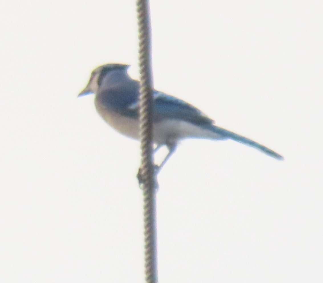 sojka chocholatá - ML647569900