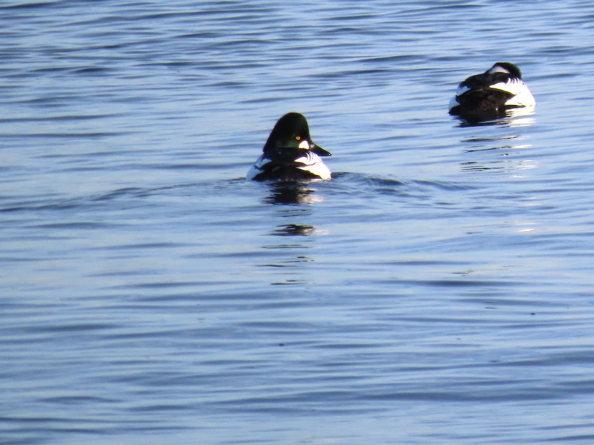 Porrón Osculado - ML647569906