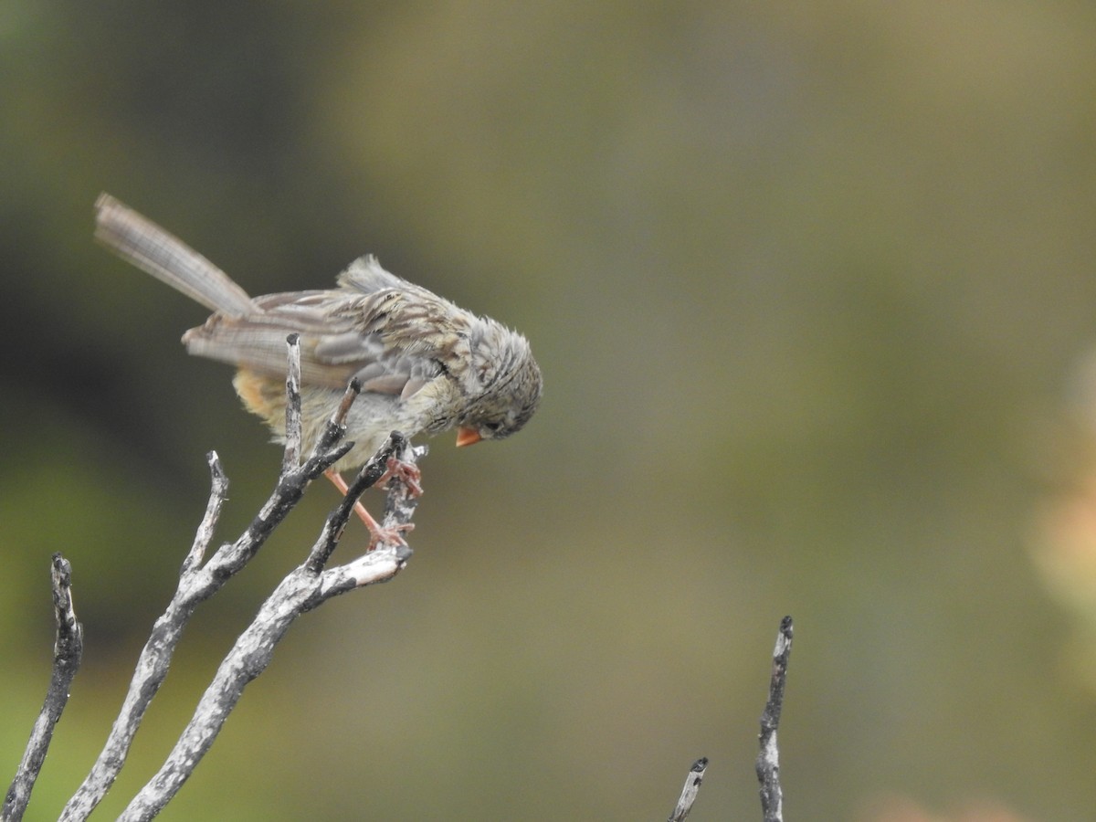 Plain-colored Seedeater - ML647569908
