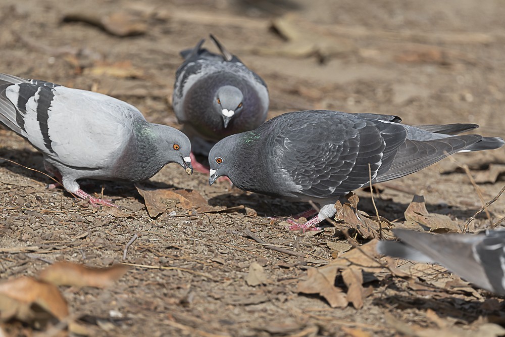 Rock Pigeon (Feral Pigeon) - ML647569909