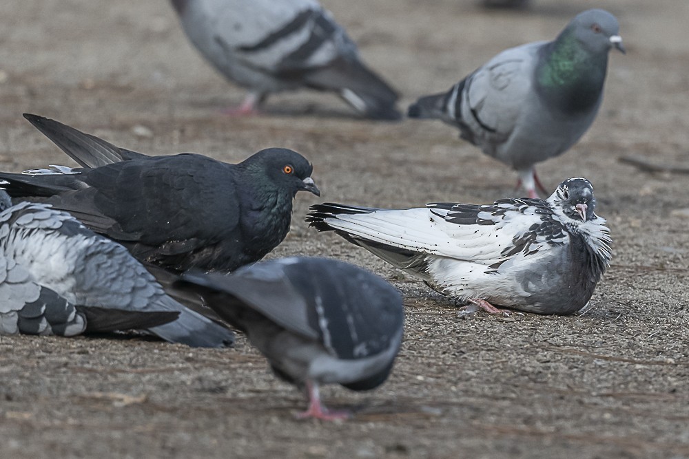 Rock Pigeon (Feral Pigeon) - ML647569911