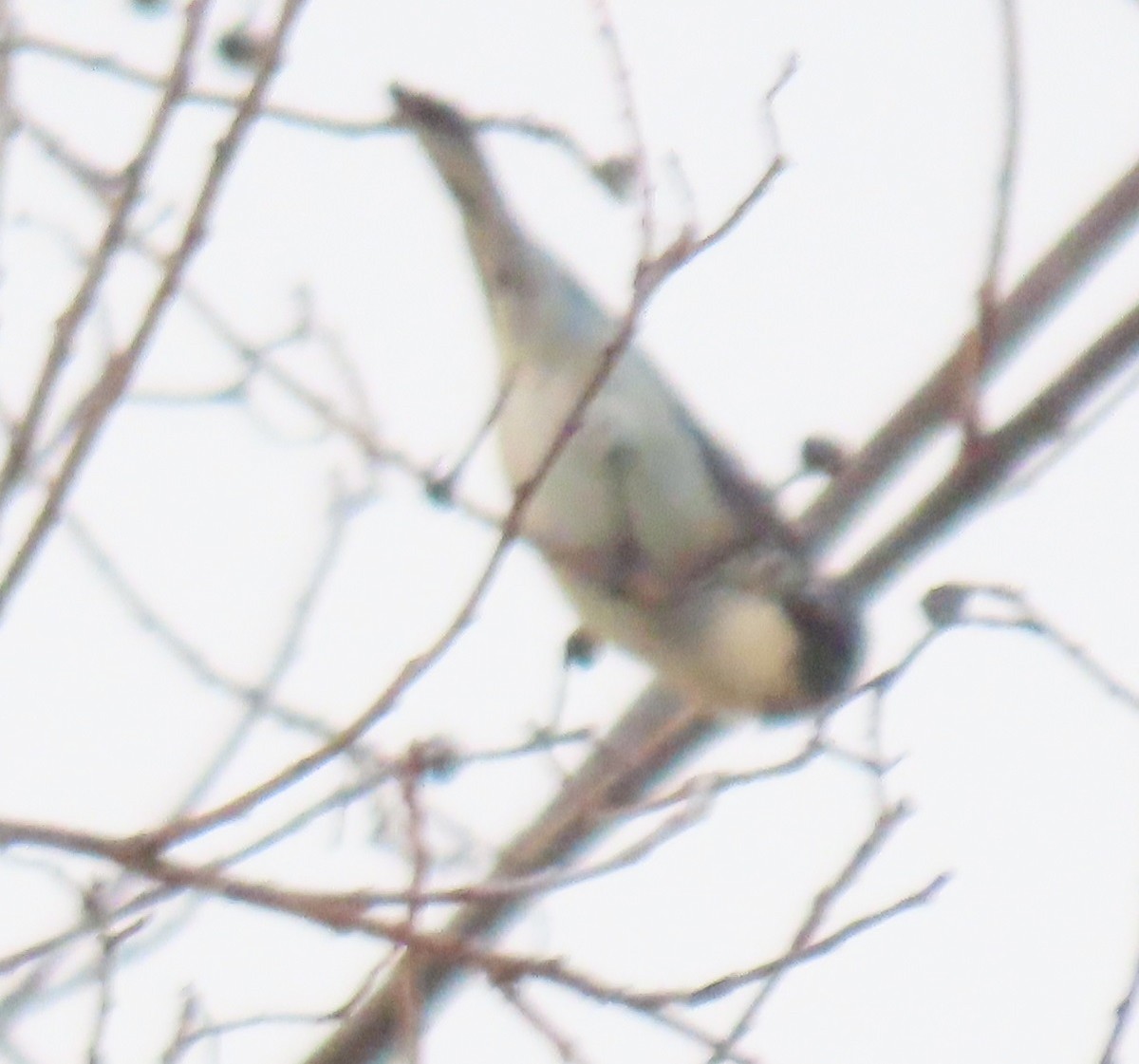 Carolina Chickadee - ML647569914