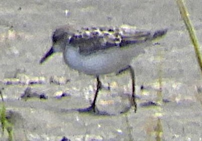 Western Sandpiper - ML647569916