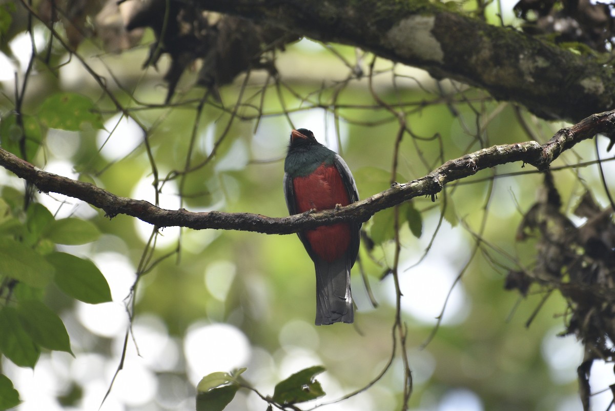 Slaty-tailed Trogon - ML647569918