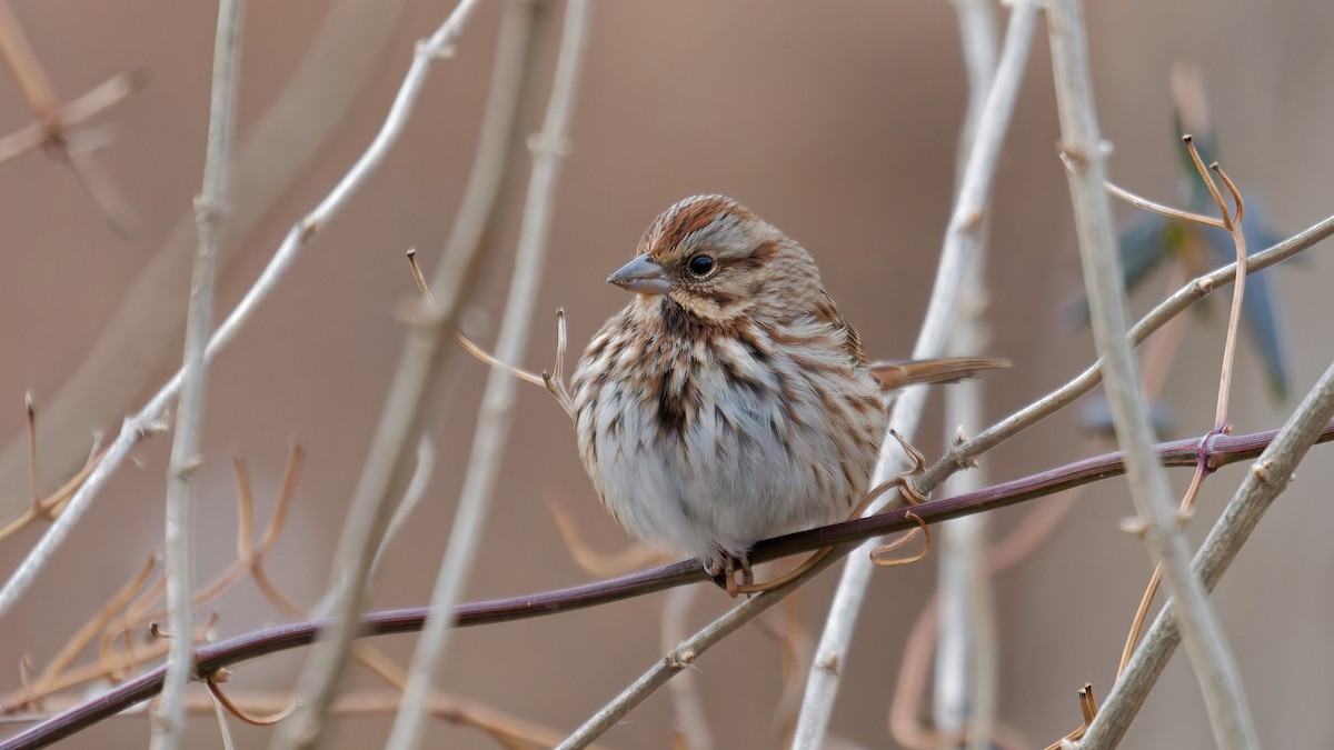 Song Sparrow - ML647569919