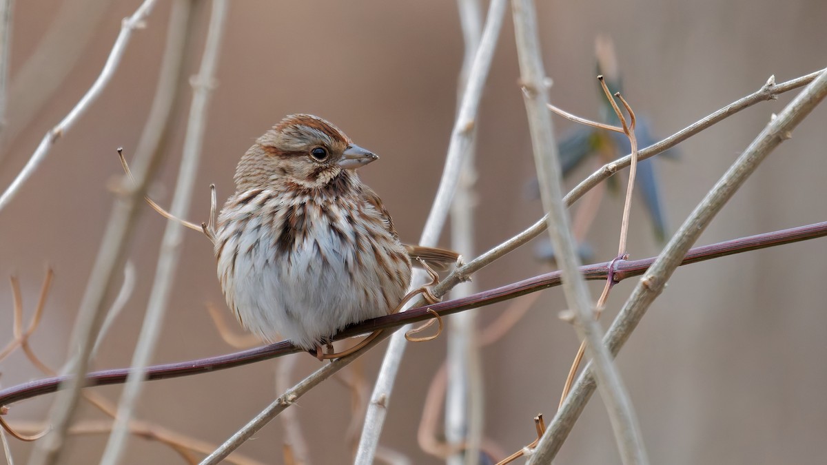 Song Sparrow - ML647569920