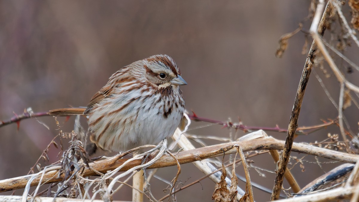 Song Sparrow - ML647569921