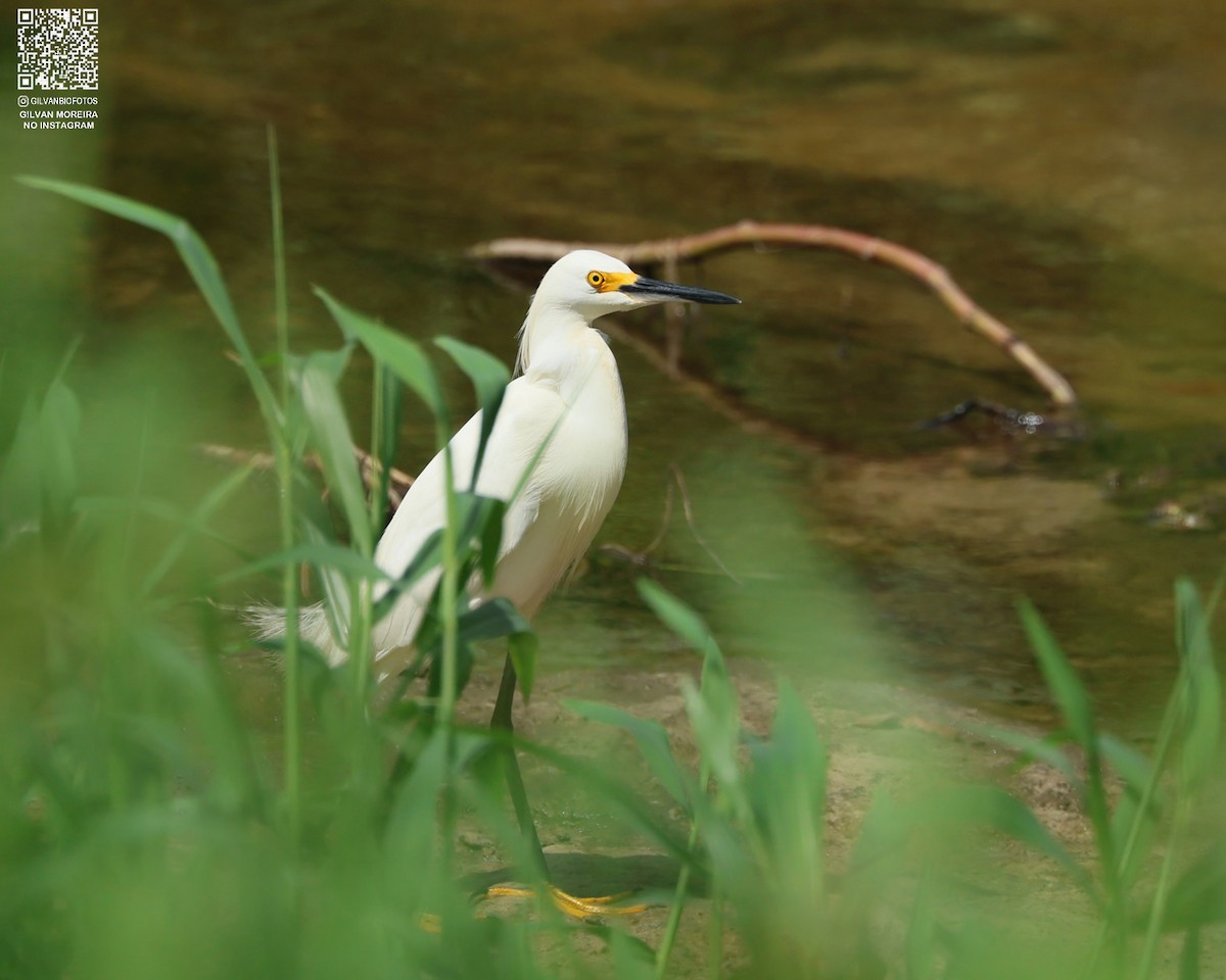 Snowy Egret - ML647569922