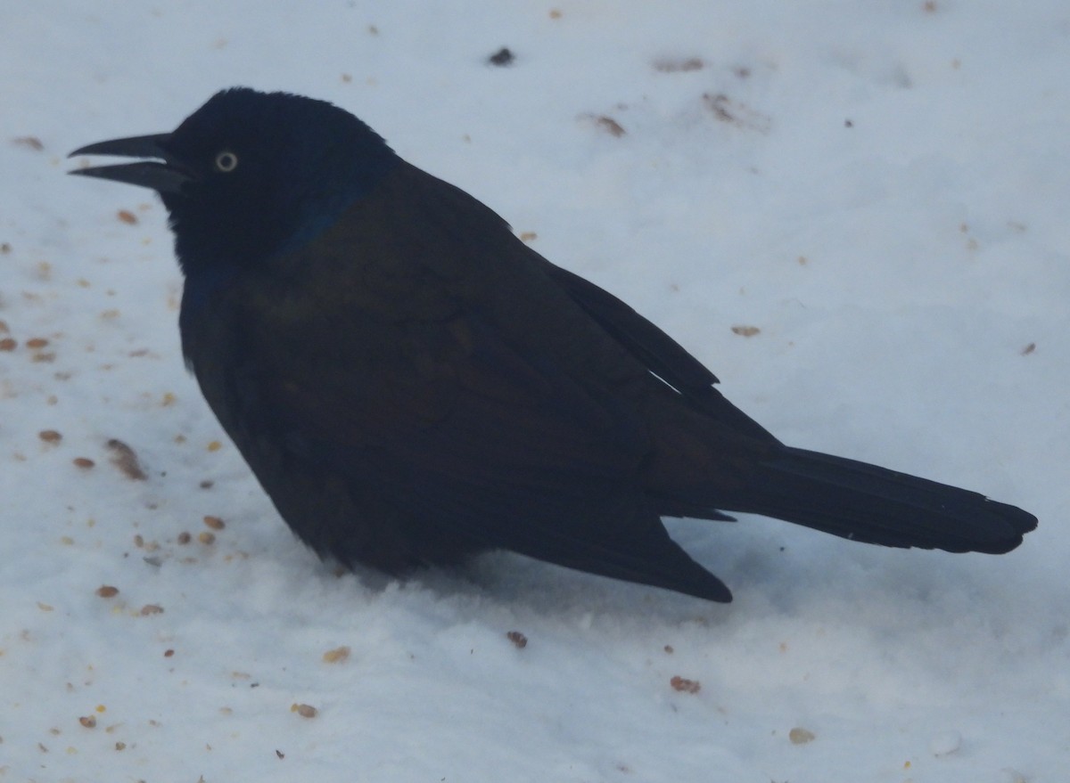 Common Grackle - ML647569923