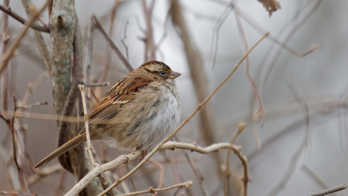 White-throated Sparrow - ML647569924