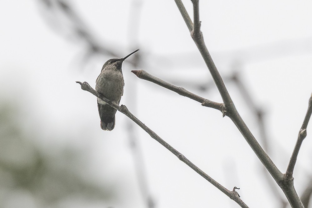 Anna's Hummingbird - ML647569928