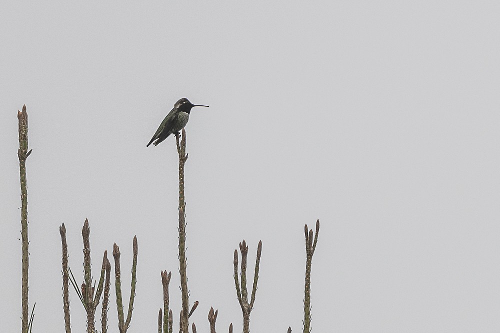 Anna's Hummingbird - ML647569929