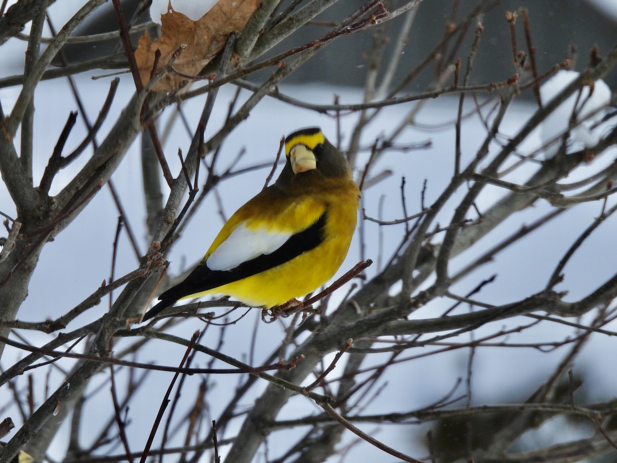 Evening Grosbeak - ML647569932
